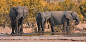 Kruger_Park_Elephants