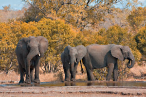 éléphants parc kruger