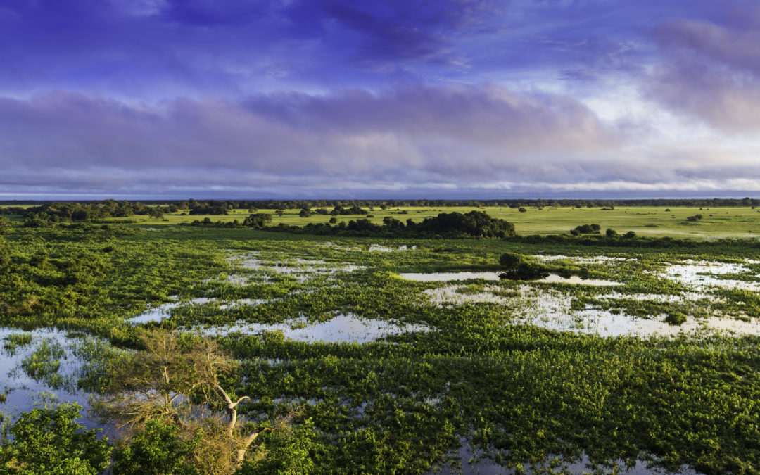 Pantanal