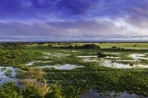 paysage pantanal