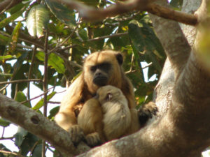 Atèle blonde et son petit