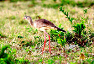 pantanal oiseau