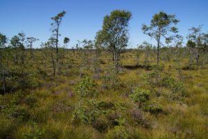 paysage pantanal