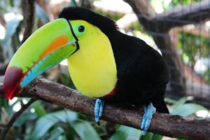 toucan sur un arbre