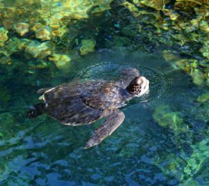 tortue qui nage