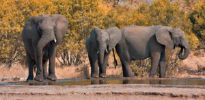 Kruger_Park_Elephants-1