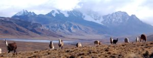altiplano