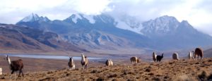 altiplano avec lamas