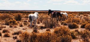 pampa-argentine