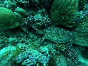 seychelles plongée