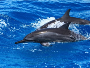 FERNANDO DE NORONHA Dauphins