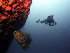 FERNANDO DE NORONHA plongée