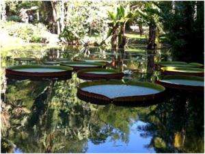 jardin botanique Rio