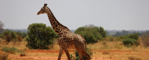 KENYA 1 (2)