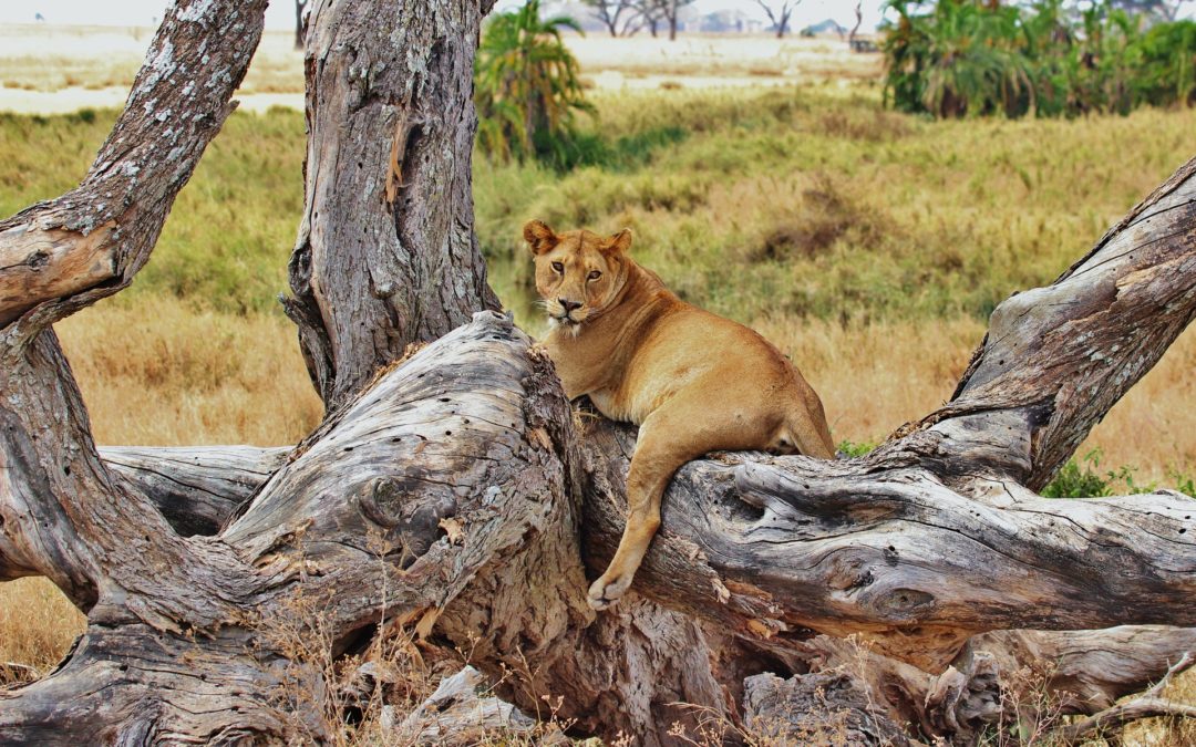 Tanzanie