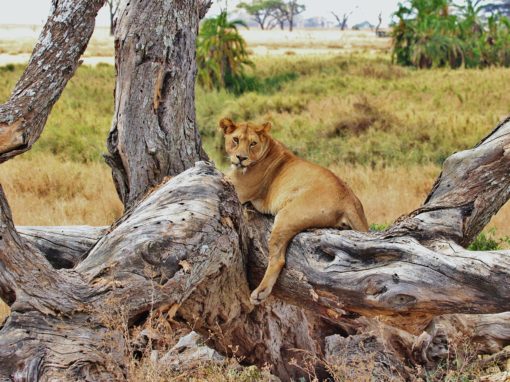 Tanzanie