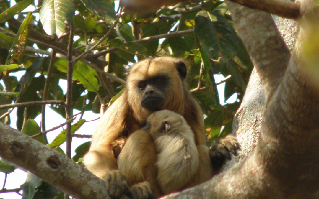 Visite de la forêt aux singes