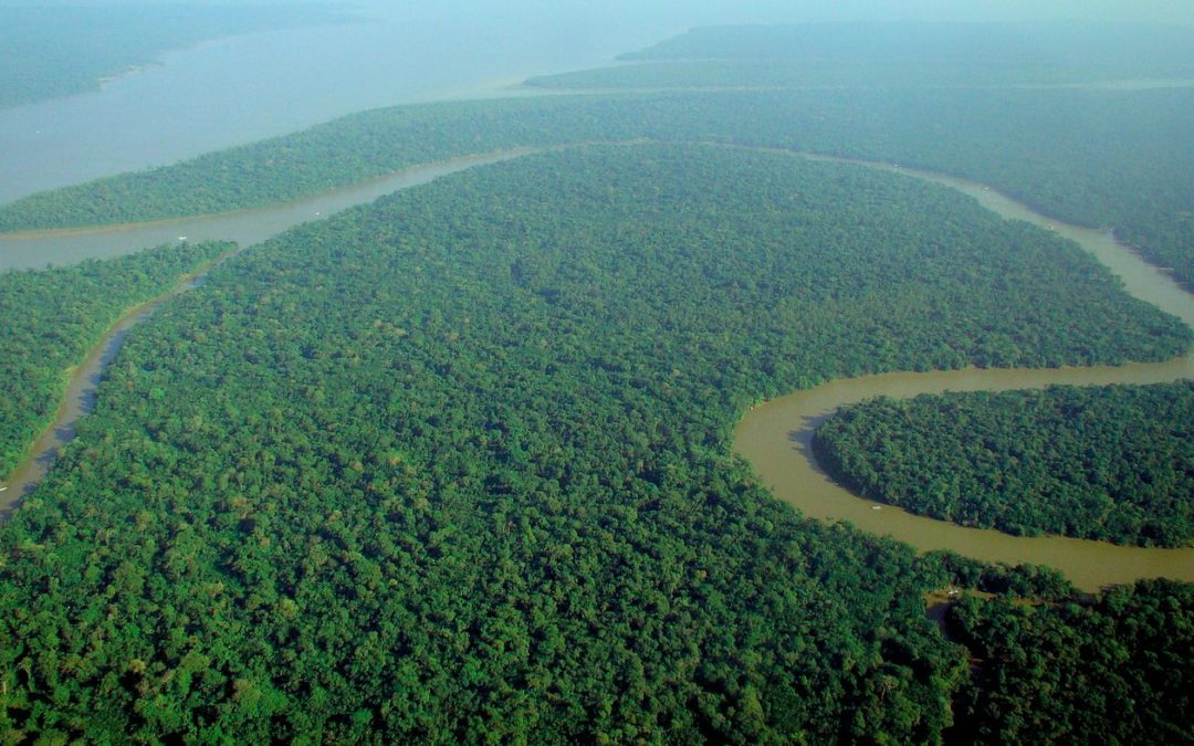 Nuit de « survie » en forêt Amazonienne