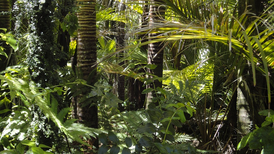 “Trek” dans la jungle