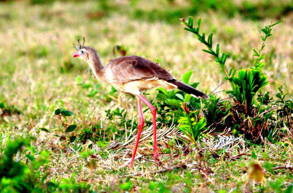 Randonnée au Pantanal Nord