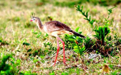 Randonnée au Pantanal Nord