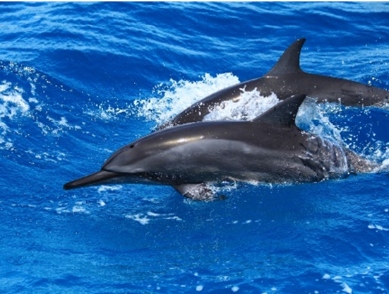 Tour en bateau